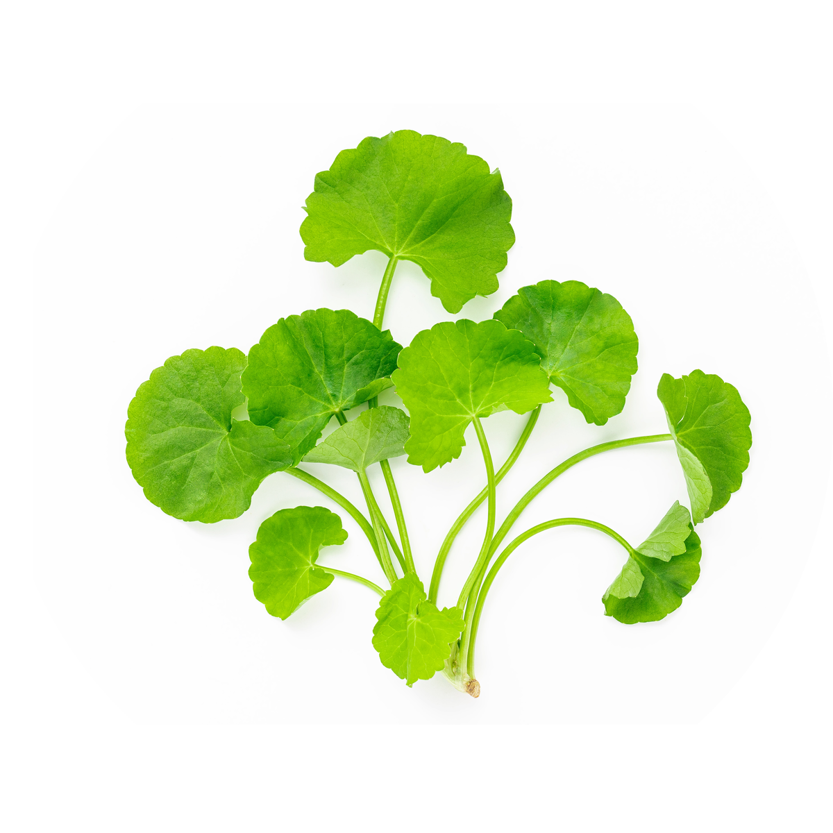 Gotu Kola