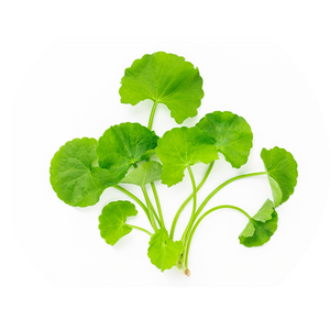 Gotu Kola