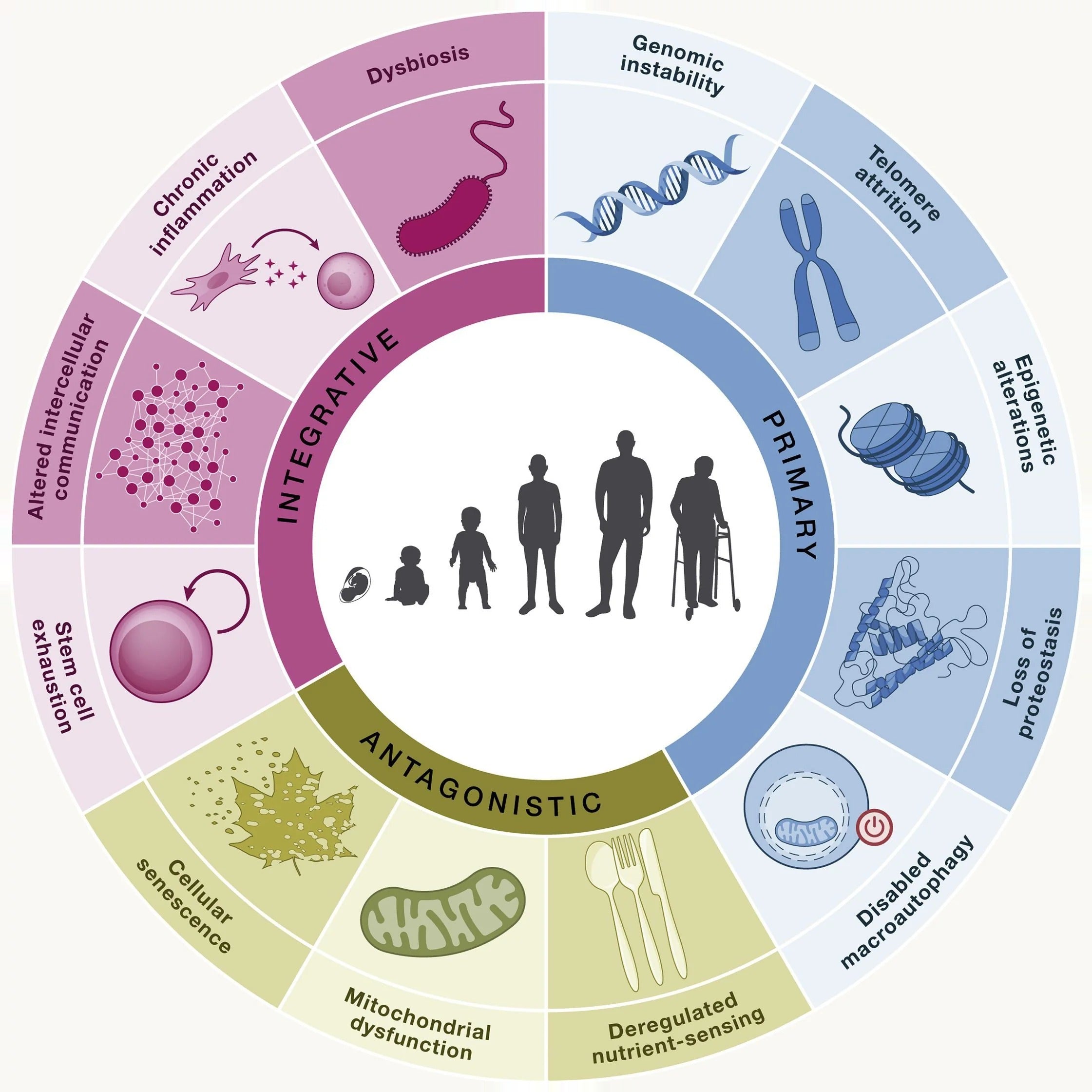 12 Hallmarks of Aging Diagram