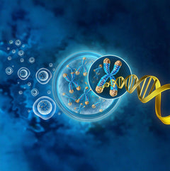 Cellular Longevity