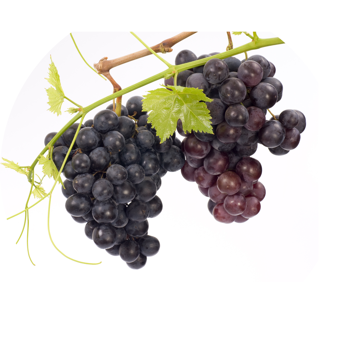 Trans-Resveratrol
