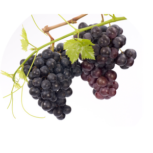 Resveratrol