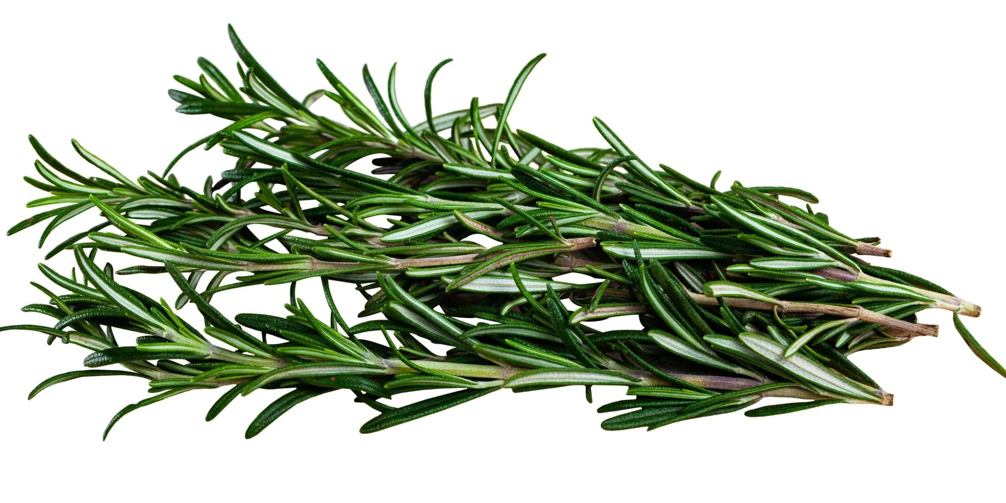 Rosemary